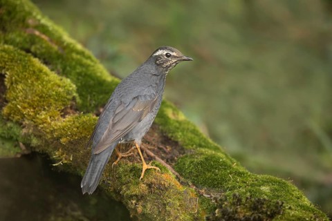 Siberian Thrush (Geokichla sibirica) male perched on a mossy log, Pahang, Malaysia