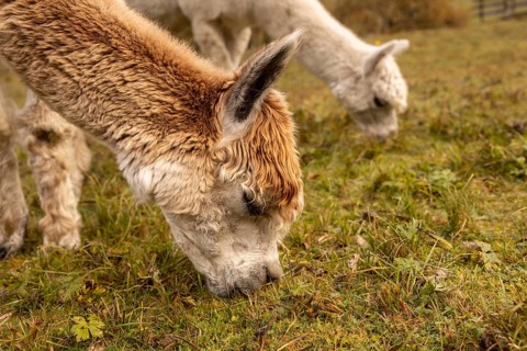 A close-up of two alpacas grazing on green grass in the Austrian countryside, capturing the lush