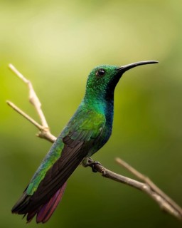Capturing the vibrant hues of a hummingbird perched gracefully on a branch, this image showcases