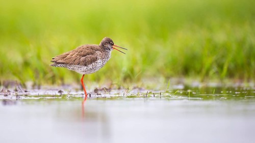 Common Redshank (Tringa totanus) foraging, Mecklenburg-Western Pomerania, Germany