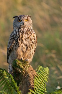 Eurasian Eagle-Owl (Bubo bubo) captive, Schwyz, Switzerland