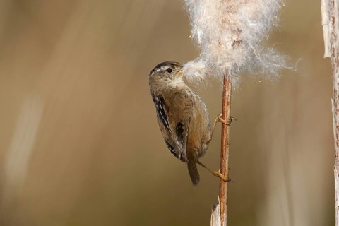 Marsh Wren (Cistothorus palustris), British Columbia, Canada