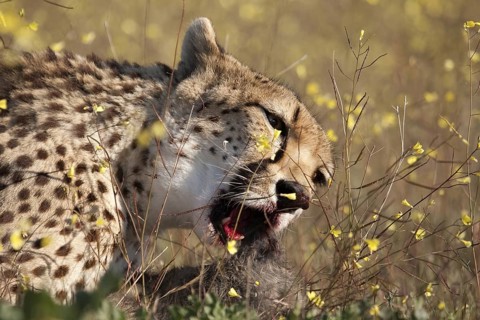 Cheetah (Acinonyx jubatus) female feeding on kill in meadow, Castile-La Mancha, Spain