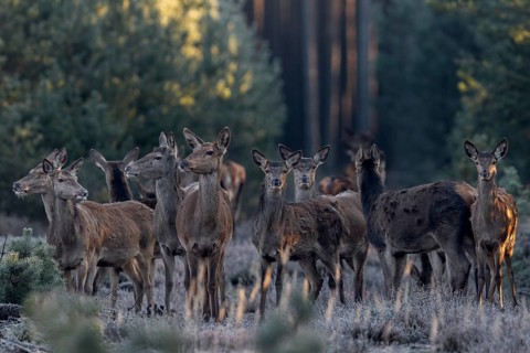 After a few minutes, a large herd of red deer (Cervus elaphus) stands directly in front of me,