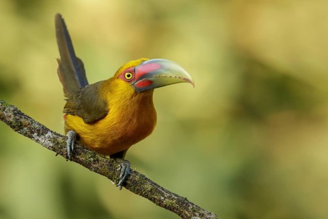 Saffron Toucanet (Pteroglossus bailloni) perched on a branch in the Atlantic Rainforest Region of