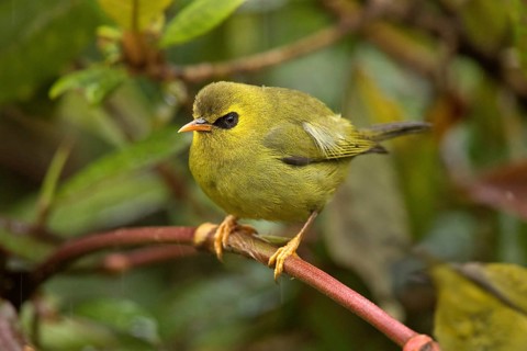 Mountain Blackeye (Chlorocharis emiliae), Sabah, Malaysia