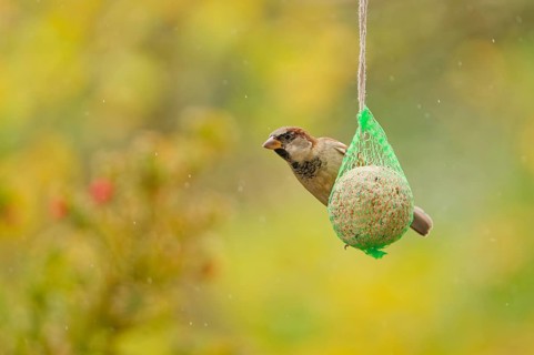 House sparrow (Passer domesticus) feeding from hanging suet feeder during light rain in autumn