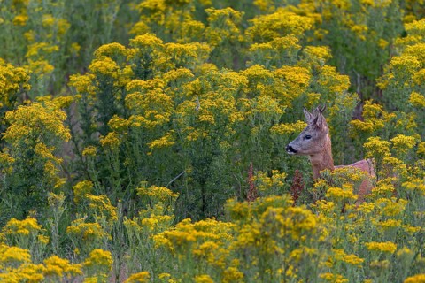 A roebuck (Capreolus capreolus) observing a doe and her fawn, dangerous, flower meadow, summer
