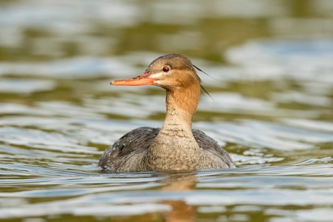 Red-breasted Merganser (Mergus serrator) female, Norway