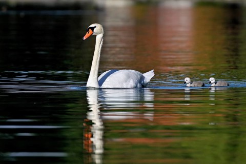 Mute swan (Cygnus olor), male with two chicks swimming in Lake Zug, Canton Zug, Switzerlandqq