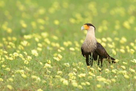Northern Crested Caracara (Caracara cheriway) perched on flowering meadow, Texas, USA