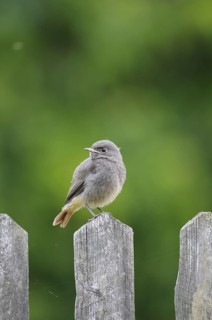 Black Redstart (Phoenicurus ochruros) juvenile, Thuringia, Germany
