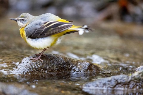 Grey wagtail (Motacilla cinerea) Germany
