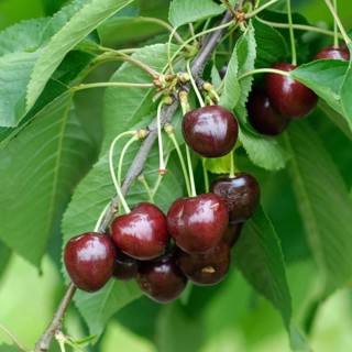 Prunus avium 'Viva', Germany