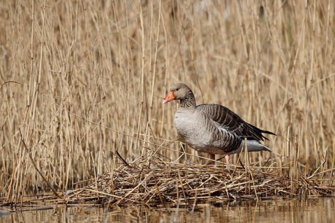 Greylag goose (Anser anser) on the nest in the reeds, North Rhine-Westphalia, Germany