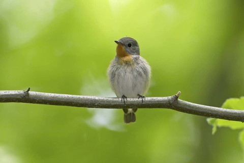 Red-breasted Flycatcher (Ficedula parva), Mecklenburg-Western Pomerania, Germany