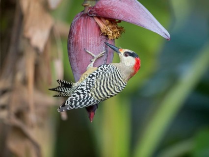 West Indian Woodpecker (Melanerpes superciliaris) female, Cuba