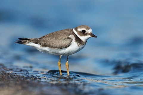 Common Ringed Plover (Charadrius hiaticula), Eilat, Israel