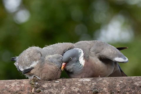 Wood pigeon (Columba palumbus) adult parent garden bird feeding a juvenile baby squab bird on an