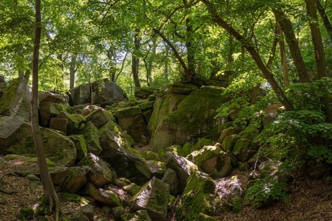Rocks in green beech and linden forest, Ore Mountains, Czech Republic, May 2024
