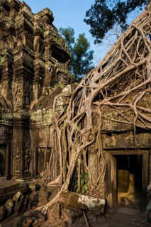 Ta Prohm, Angkor Wat, Angkor, UNESCO World Heritage Site, Siem Reap, Cambodia, Indochina, Southeast