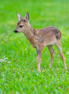 Roe deer (Capreolus capreolus), fawn standing in a meadow and looking attentively, Germany