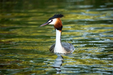 A great crested grebe (Podiceps cristatus) in Lake Alexandrina. Canterbury, South Island, New