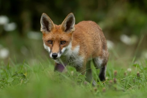 Red fox (Vulpes vulpes) adult animal in countryside grassland, England, United Kingdom