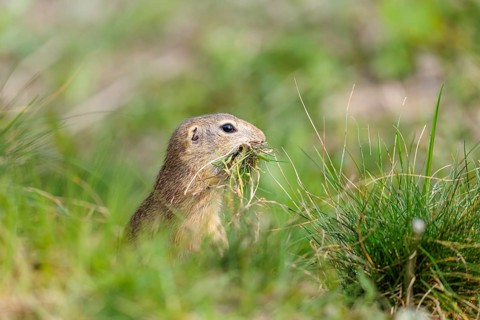 A fully grown European ground squirrel (Spermophilus citellus) carries nesting material in its