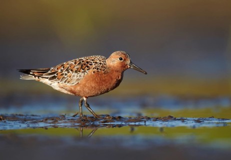 Red Knot (Calidris canutus) foraging, Mecklenburg-Western Pomerania, Germany