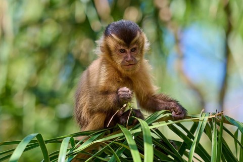 A capuchin monkey attentively observes its surroundings from a branch, capuchin monkey (Sapajus