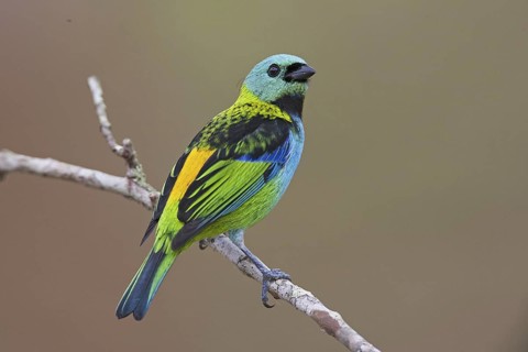 Green-headed Tanager (Tangara seledon)