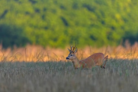 A roebuck (Capreolus capreolus) pursues a doe in a barley field with long leaps during the mating