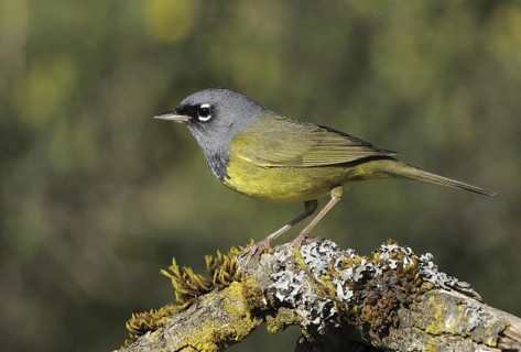 MacGillivray's Warbler (Geothlypis tolmiei), British Columbia, Canada