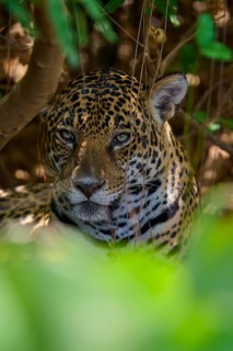 A single jaguar hides between leaves in the jungle and looks attentively, Jaguar (Panthera onca),