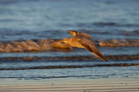 Eurasian curlew (Numenius arquata) adult wading bird in flight along a shoreline, England, United
