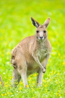 Eastern grey kangaroo (Macropus giganteus) on a meadow, Bavaria, Germany