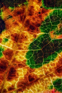 Structure of an autumn-colored leaf, foliage, tree, Vechta, Lower Saxony, Germany