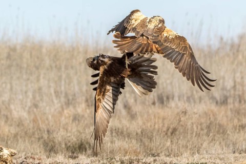 Western Marsh Harrier (Circus aeruginosus) female fighting, Castile-La Mancha, Spain