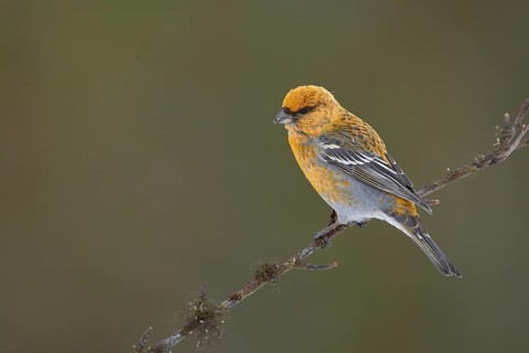 Pine Grosbeak (Pinicola enucleator) female perched on a branch, Lapland, Finland