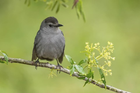Grey Catbird (Dumetella carolinensis) perched on a branch, Texas, USA