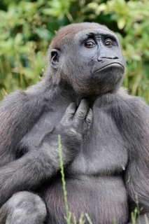 Western lowland gorilla (Gorilla gorilla gorilla), juvenile, captive, native to Africa