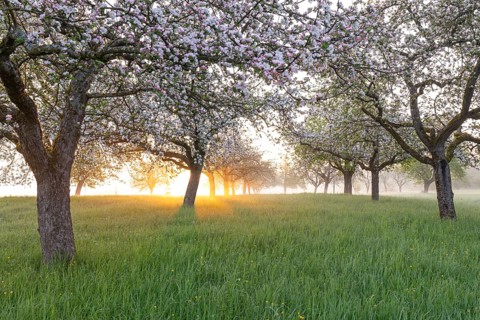 Fresh blossom, morning light, ground mist... simply magical! Foothills orchard meadow in bloom -