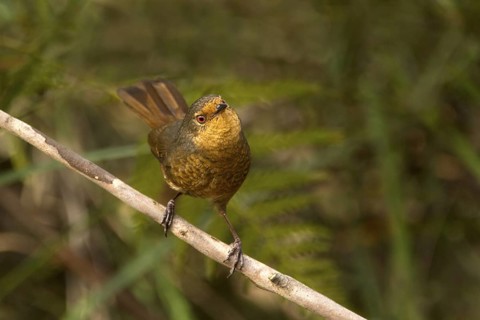 Pilotbird (Pycnoptilus floccosus), New South Wales, Australia