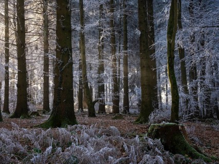 Wintery forest with hoarfrost on Königstuhl mountain, Rhein-Neckar district, Baden-Württemberg,