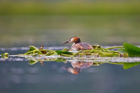 Great Crested Grebe (Podiceps cristatus) on nest, Bavaria, Germany