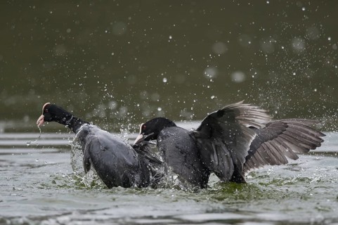 Eurasian Coot (Fulica atra) wrangling, Lower Saxony, Germany