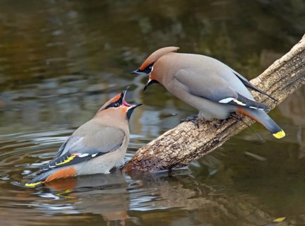 Bohemian Waxwing (Bombycilla garrulus) wrangling, Saskatchewan, Canada
