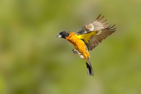 Black-headed Grosbeak Pheucticus melanocephalus Santa Rita Mountains, Santa Cruz County, Arizona,