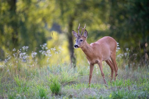 Roebuck (Capreolus capreolus) standing in a forest clearing, Tyrol, Austria